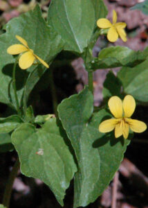 Smooth Yellow Violet, Viola glabella