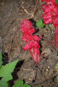 Snow Plant, Sacrcodes sanguinea