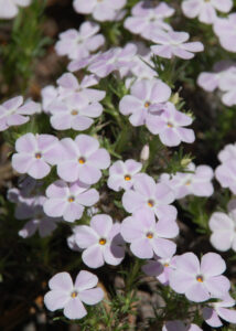 Spreading Phlox, Phlox diffusa