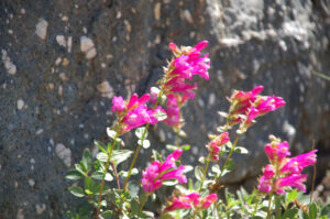 Mountain Pride, Penstemon newberryi