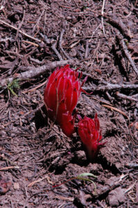 Snow Plant, Sacrcodes sanguinea