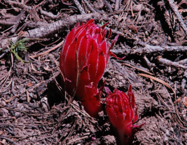 Snow Plant, Sacrcodes sanguinea