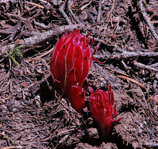 Snow Plant, Sacrcodes sanguinea