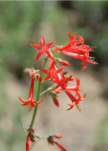 Scarlet Gilia, Ipomopsis aggregata