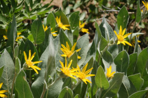 Mule Ears, Wyethia mollis