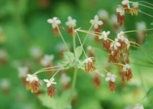 Fendler's meadow rue, Thalictrum fendleri