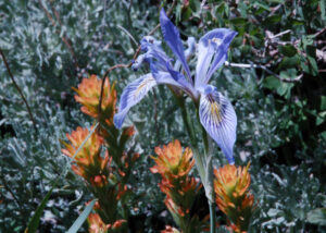 Rocky Mountain Iris, Iris missouriensis, and Paintbrush