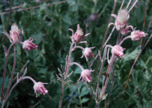 Prairie Smoke, Geum triflorum