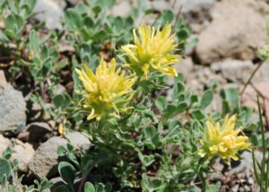 Brewer's Indian Paintbrush, yellow variant, Castilleja applegatei var. breweri