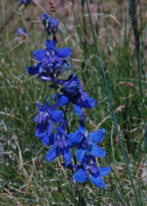 Mountain Marsh Larkspur, Delphinium polycladon