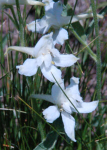 Hansen's larkspur, Delphinium hanseni