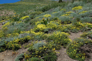 Sulphur buckwheat, Eriogonum umbellatum