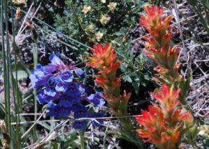 Showy Penstemon and Paintbrush