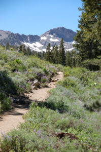 First wildflower area, drier