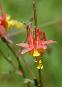 Crimson Columbine, Aquilegia formosa