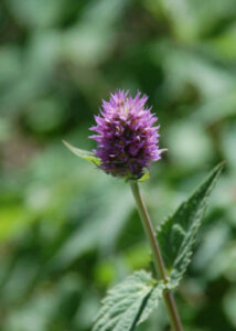 Nettleleaf Horsemint, Agastache urticifolia