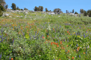 Carson Pass Wildflowers