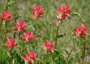 Scarlet Indian Paintbrush, Castilleja miniata var. miniata