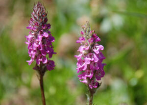 Little Elephant Head, Pedicularis attolens