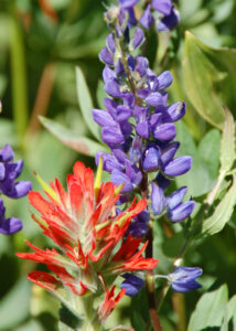 Scarlet Indian Paintbrush and Lupine - Carson Pass Wildflowers