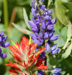 Scarlet Indian Paintbrush and Lupine