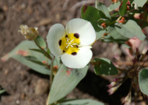 Leichtlin's Mariposa Lily, Calochortus leichtlinii