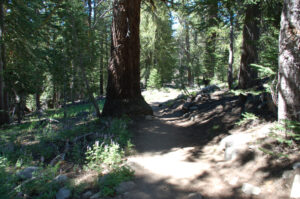 Early part of the path, in the woods