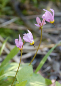 Alpine shooting star, Primula tetrandra