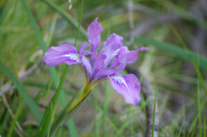 Bowl-tubed Iris, Iris macrosiphon