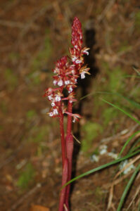 Spotted Coralroot, Corallorhiza maculata