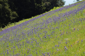 Sky Lupine, Lupinus nanus