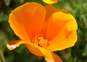 California Poppy, Eschscholzia californica