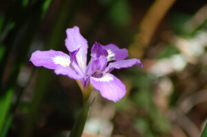 Bowl-tubed Iris, Iris macrosiphon