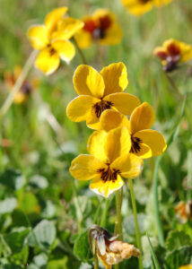 California Golden Violet, Viola pedunculata