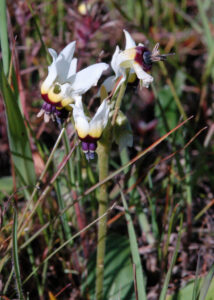 Padre's Shooting Star, Primula clevelandii ssp patulum