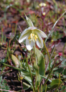 Prairie Bells, Fritillaria liliacea