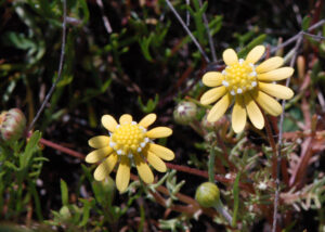 Yellow Carpet, Blennosperma nanum var nanum