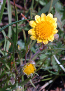 Fremont's Goldfields, Lasthenia fremontii