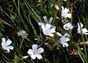 Meadowfoam, Limnanthes douglasii ssp rosea