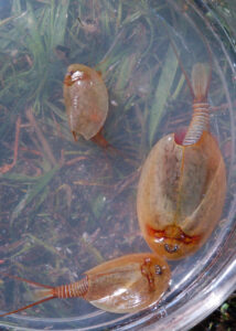 Vernal Pool Tadpole Shrimp, Lepidurus packardi