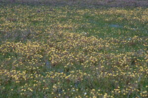 Goldfields and Yellow Carpet