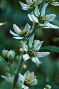 California Corn-Lily, Veratrum californicum