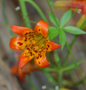 Alpine Lily, Lilium parvum