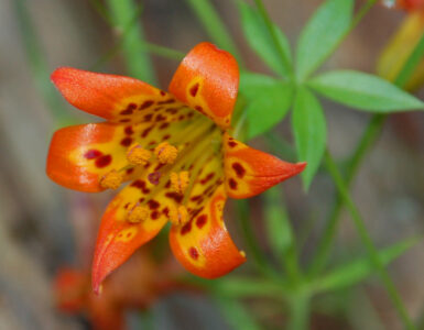 Alpine Lily, Lilium parvum