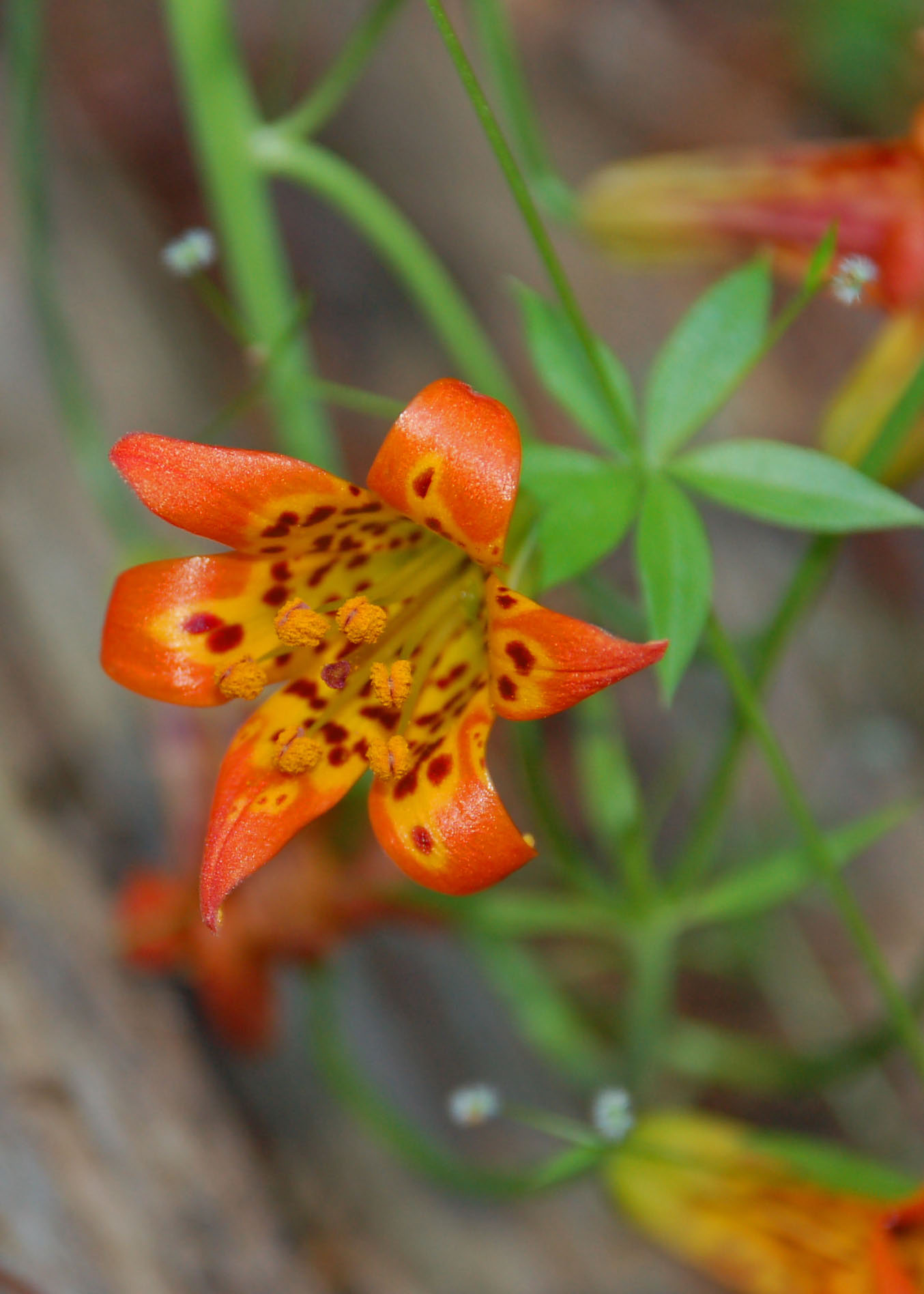 Alpine Lily, Lilium parvum