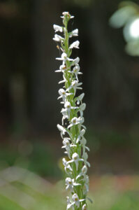 Sierra Bog Orchid, Platanthera leucostachys