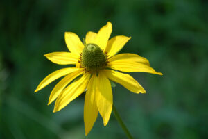 California Coneflower, Rudbeckia californica