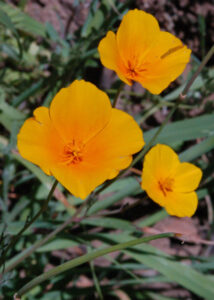 Foothill poppy, Eschscholzia caespitosa