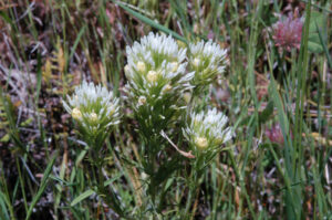 Pallid Owl's Clover, Castilleja lineariloba