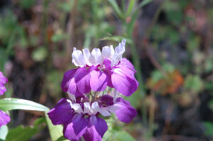 Chinese Houses, Collinsia heterophylla